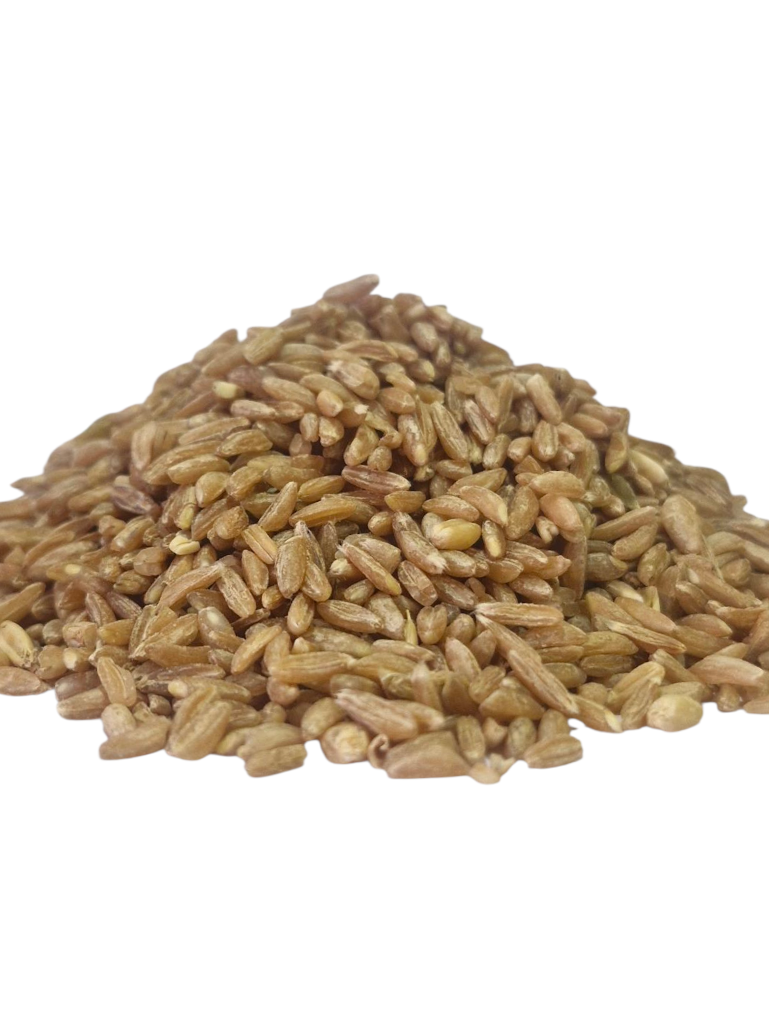 Soochi Gothamb - Image 2